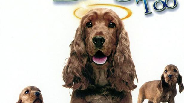 Miracle Dogs Too