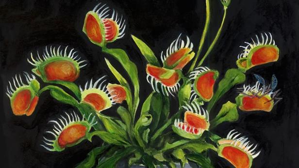 Eine Venusfliegenfalle in einem Topf mit einer gefangenen Fliege und einer weißen Blüte vor schwarzem Hintergrund.