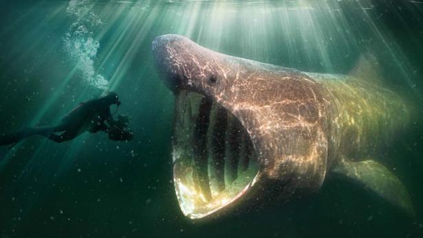 Ein Taucher begegnet einem Riesenhai im Film „De Wilde Noordzee“.