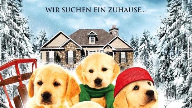 Golden Winter - Wir suchen ein Zuhause