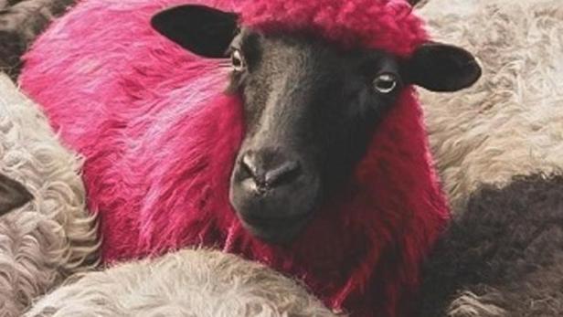 Ein rotes Schaf sticht aus einer Herde weißer Schafe hervor; Filmposter für „DJ Ahmet“.