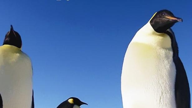 Eine Gruppe Kaiserpinguine steht auf einer schneebedeckten Fläche.