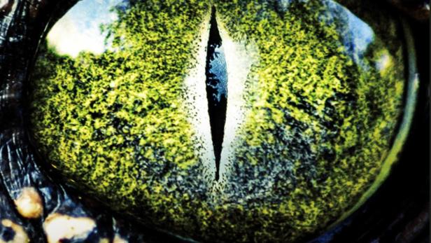 The Bayou