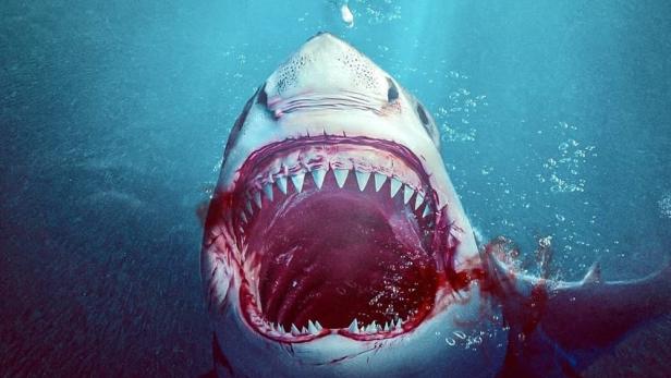 Ein Bullenhai öffnet sein Maul unter einer ahnungslosen Schwimmerin.