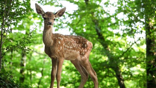 bambi-lebensgeschichte-wald.jpg