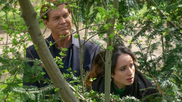 Ein Mann und eine Frau schauen durch das dichte Blattwerk eines Baumes.