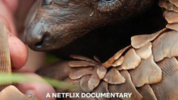 Das Schuppentier „Pangolin: Kulu's Journey“, eine Netflix-Dokumentation.
