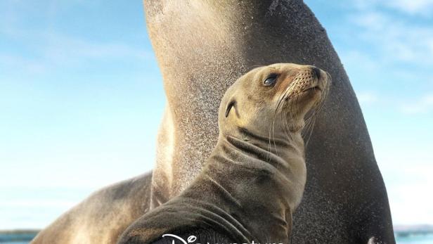 Ein Seehund und sein Junges auf den Galapagosinseln, wie im Disney+-Film „Sea Lions of the Galapagos“ zu sehen.