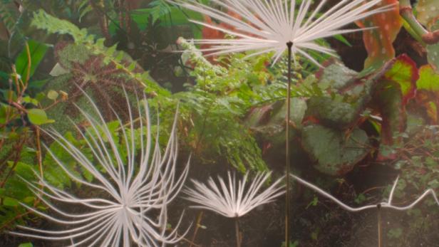 Mehrere stilisierte Pusteblumen vor einem Hintergrund aus Farnen und anderen Pflanzen.