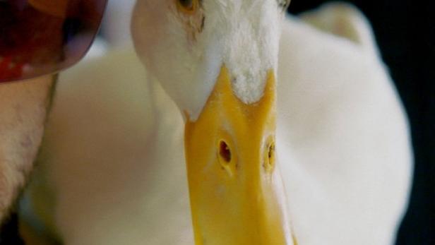 Nahaufnahme einer weißen Ente mit gelbem Schnabel neben dem Gesicht einer Person mit Sonnenbrille.