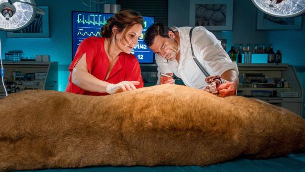 Tierärztin Dr. Mertens und ein Kollege operieren einen großen, braunen Hund.