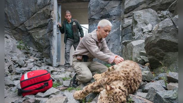Eine Tierärztin untersucht einen Schneeleoparden, während ein Mann im Hintergrund steht.