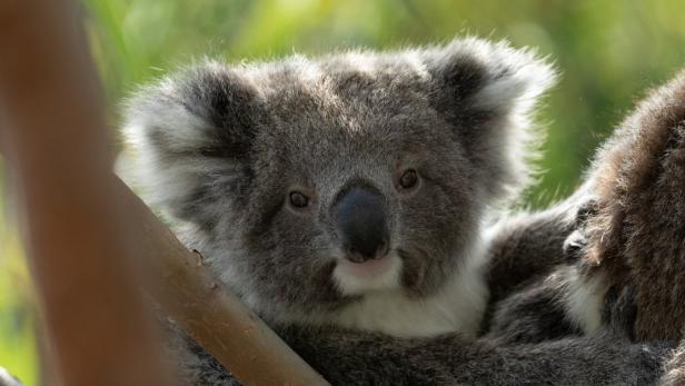 Ein Koala sitzt auf einem Ast.