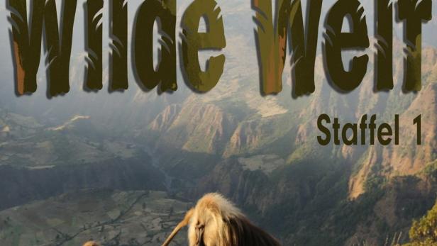 Geladas auf einem Hügel vor dem Hintergrund der Landschaft für „Kielings Wilde Welt, Staffel 1“.