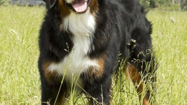 Ein Berner Sennenhund steht auf einer Wiese.