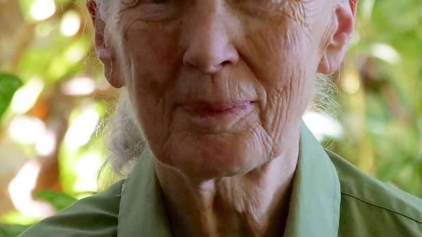 Ein Porträt von Jane Goodall vor einem grünen Hintergrund.