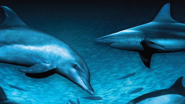 Das Filmplakat für „Wild Ocean“ zeigt Haie und Delfine unter Wasser.