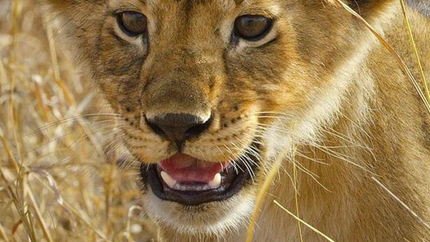 Ein Löwenjunges steht im hohen Gras.