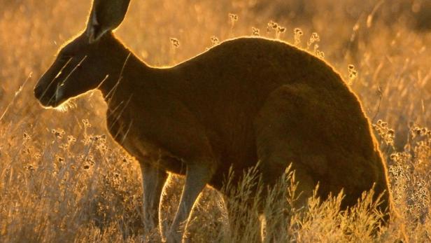 Ein Känguru steht im goldenen Gras Australiens.