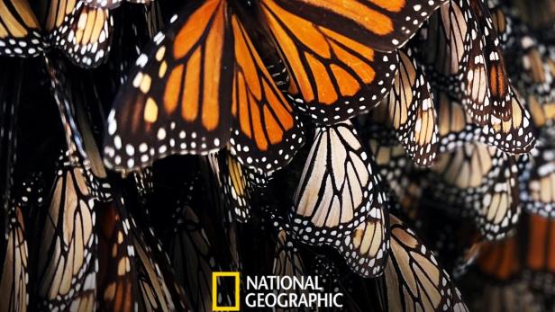 Nahaufnahme von Monarchfaltern, die sich aneinanderkuscheln.