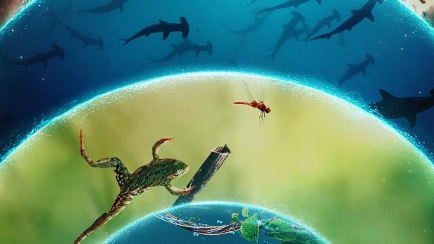 Das Poster für „Our Living World“ zeigt Jaguare, Hammerhaie und einen Frosch.