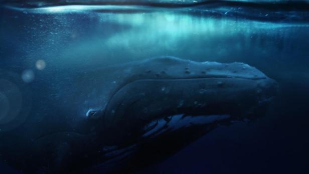 Ein Buckelwal schwimmt unter einem Schlauchboot mit zwei Personen im Film „Der Klang der Tiefe“.