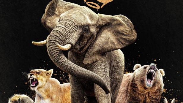 Ein Elefant, eine Löwin, ein Bär, eine Hyäne und ein Schakal auf einem Poster für „Queens – Königinnen des Tierreichs“.