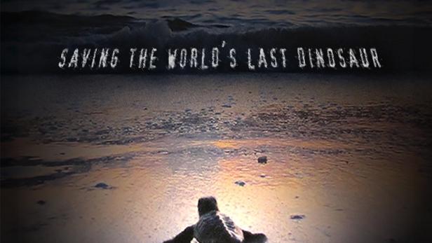 Ein frisch geschlüpftes Schildkrötenbaby krabbelt am Strand in Richtung Meer.