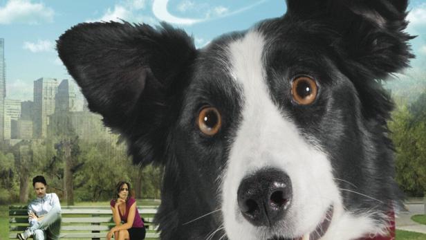 Das Filmplakat für „Angel Dog“ zeigt einen Border Collie mit Heiligenschein und rotem Halstuch.