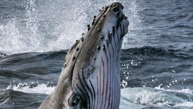 Ein Buckelwal taucht im Ozean auf und spritzt Wasser in die Luft.
