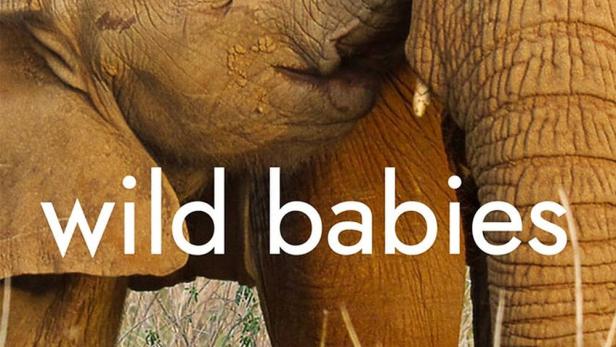 Ein Elefantenbaby schmiegt sich an seine Mutter.