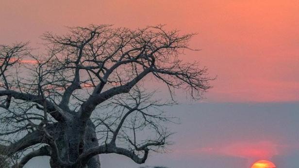 Eine Löwin durchstreift die Savanne bei Sonnenuntergang, im Hintergrund ein markanter Affenbrotbaum.