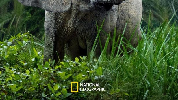 Ein Elefant steht im dichten Grün, möglicherweise in einem Dschungel.