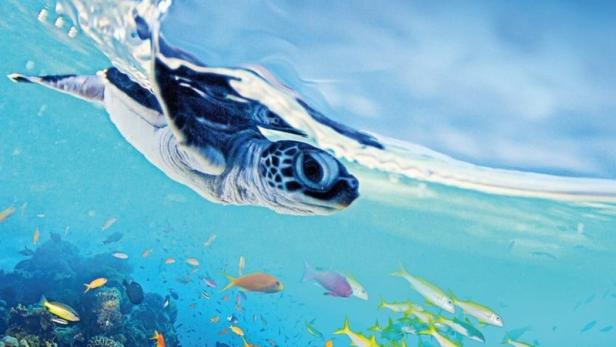 Eine Meeresschildkröte schwimmt über ein farbenprächtiges Korallenriff.