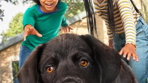 Zwei Kinder spielen mit einem schwarzen Labradorwelpen im Garten.