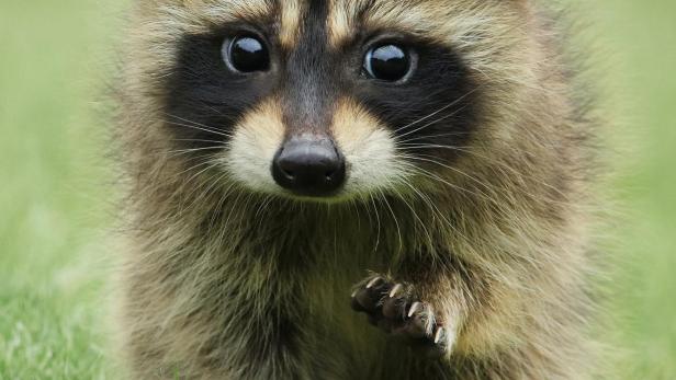 Ein Waschbär steht im Gras, im Hintergrund das Logo von Apple TV+ und der Titel „Das geheime Leben der Tiere“.