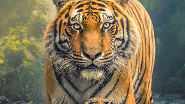 Eine Tigerin steht mit ihrem Jungen in einem Fluss.