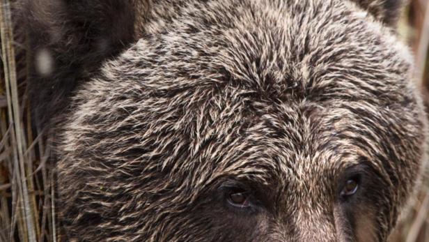 Nahaufnahme eines Braunbären in Alaska.