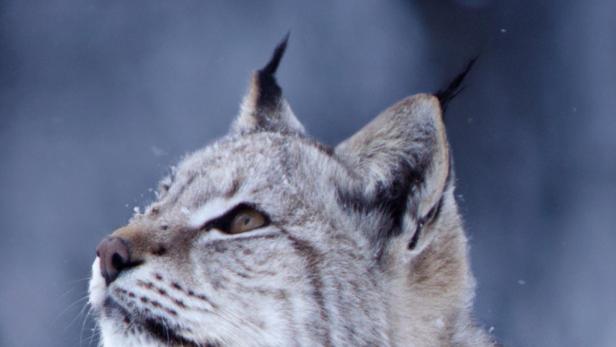 Das Cover von National Geographic „Wildes Skandinavien“ zeigt einen eurasischen Luchs.