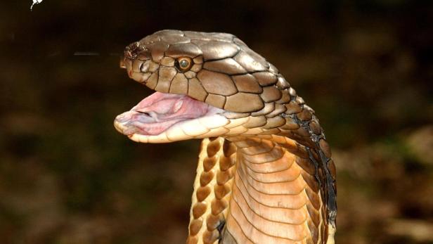 Eine Königskobra mit geöffnetem Maul vor dunklem Hintergrund.