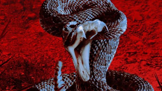 Das Cover der National Geographic-Dokumentation „Hilfe, ich wurde gebissen!“ mit einer Klapperschlange.