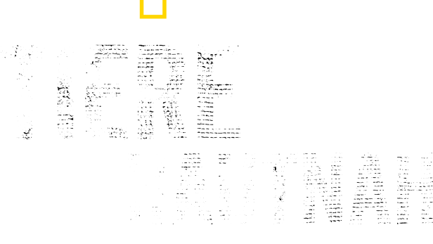 Das National Geographic Logo und der Titel „Tiere Hautnah mit Bertie Gregory“.