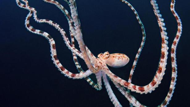 Ein Oktopus mit langen, gemusterten Tentakeln schwimmt im dunklen Wasser.
