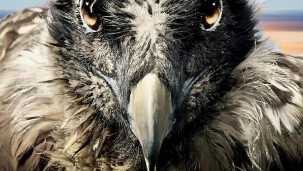 Nahaufnahme des Gesichts eines Vogels für den Film „Vogelperspektiven“.