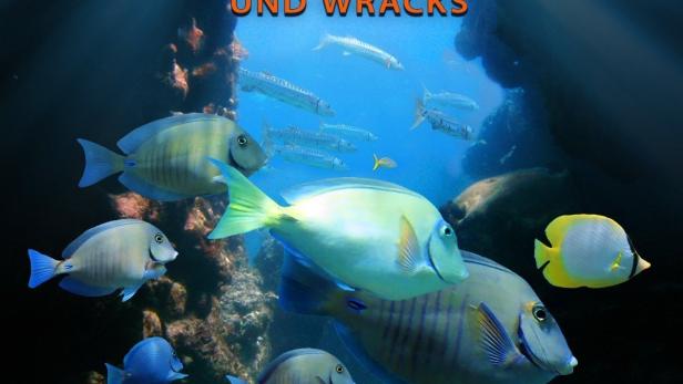 Eine Gruppe von Fischen schwimmt in den Gewässern der Bahamas.