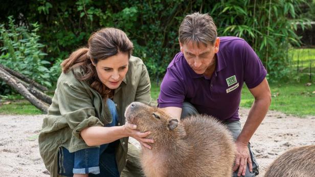 Tierärztin Mertens und ein Tierpfleger kümmern sich um ein Capybara.