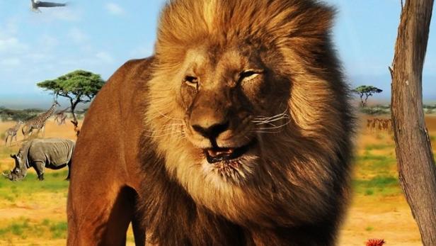 Das Cover der Dokumentation „Faszination Afrika“ zeigt einen Löwen in der afrikanischen Savanne.