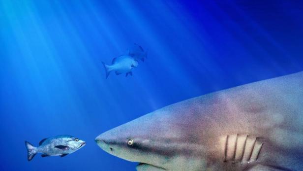 Ein Bullenhai schwimmt im Ozean, möglicherweise der größte der Welt.