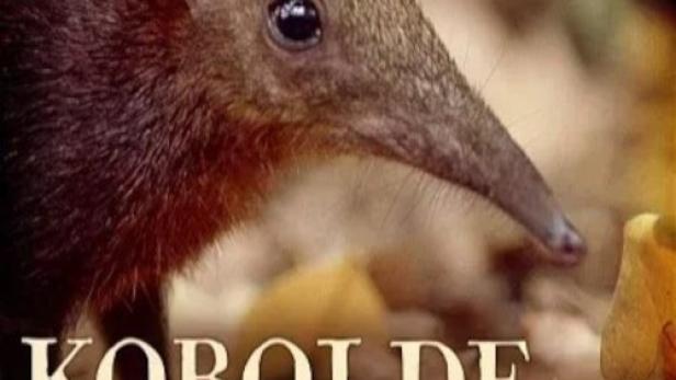 Ein Rüsselspringer, auch bekannt als Rüsselhündchen, im Arabuko-Sokoke-Wald.