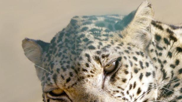 Ein Leopard ruht auf einer Holzoberfläche vor dem Hintergrund des „Horizon“-Logos.